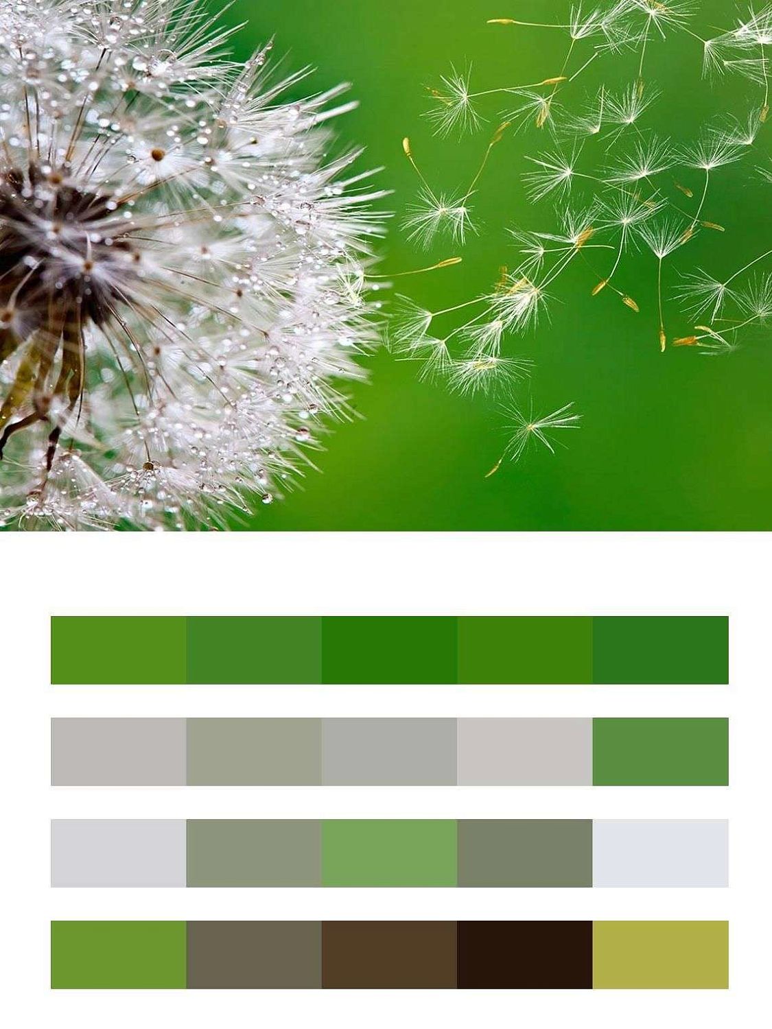 Одуванчик в росе  9-1607