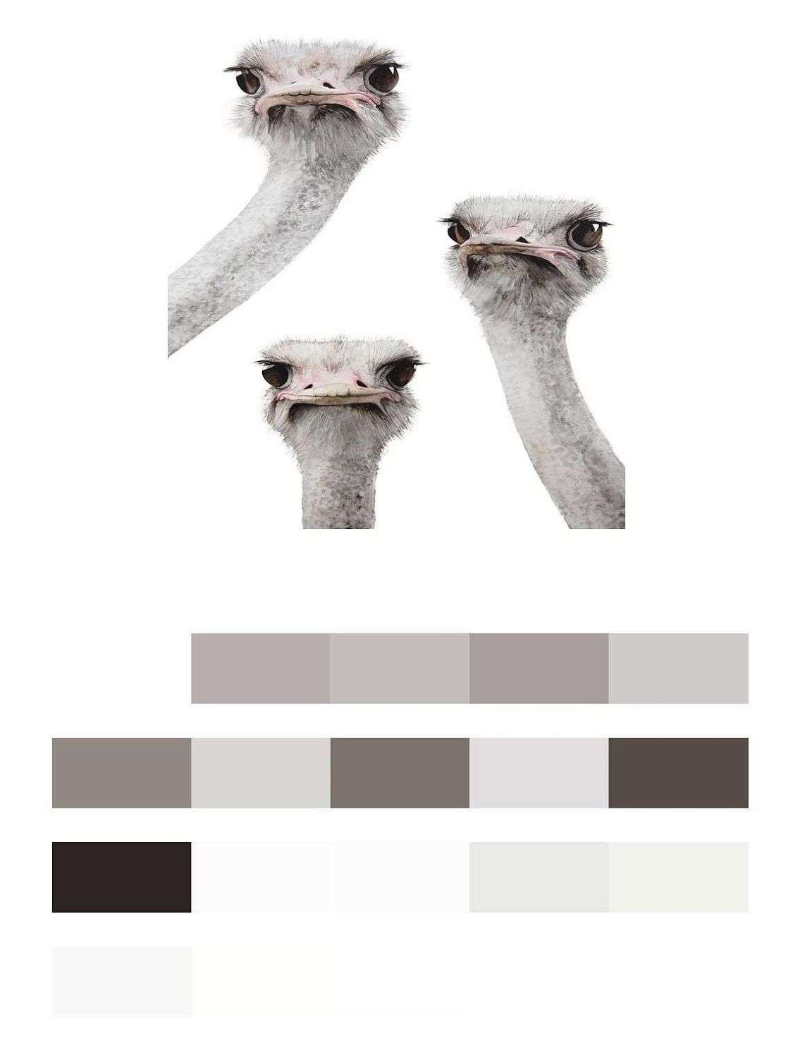 Страусы  12-1502