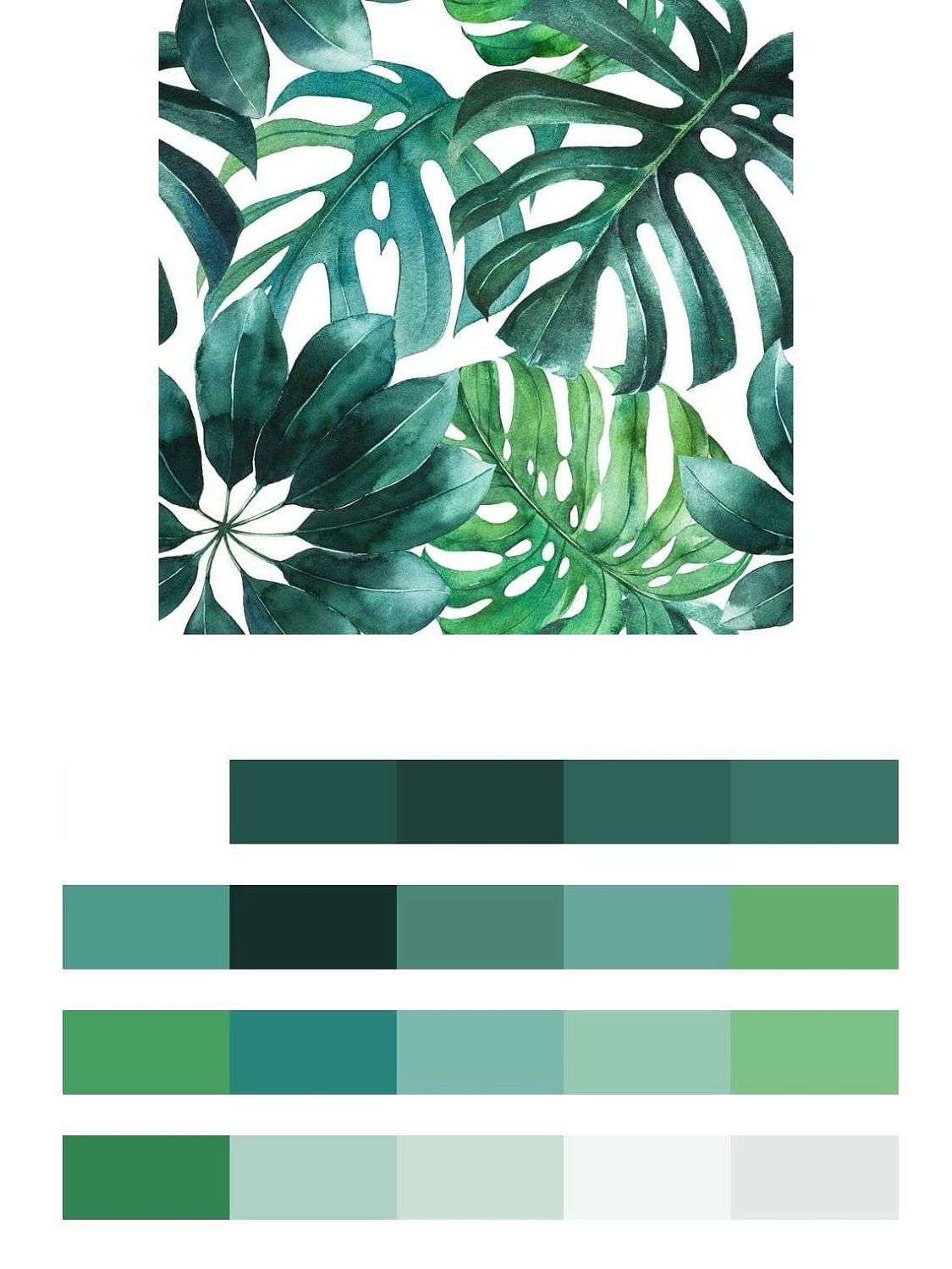 Монстера на белом фоне  9-1208