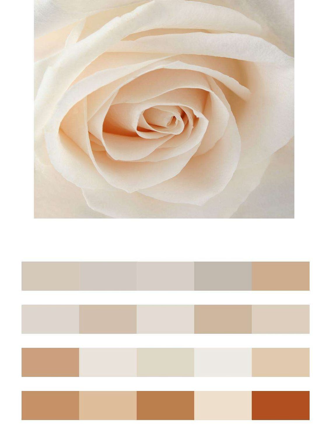 Нежная роза  9-041