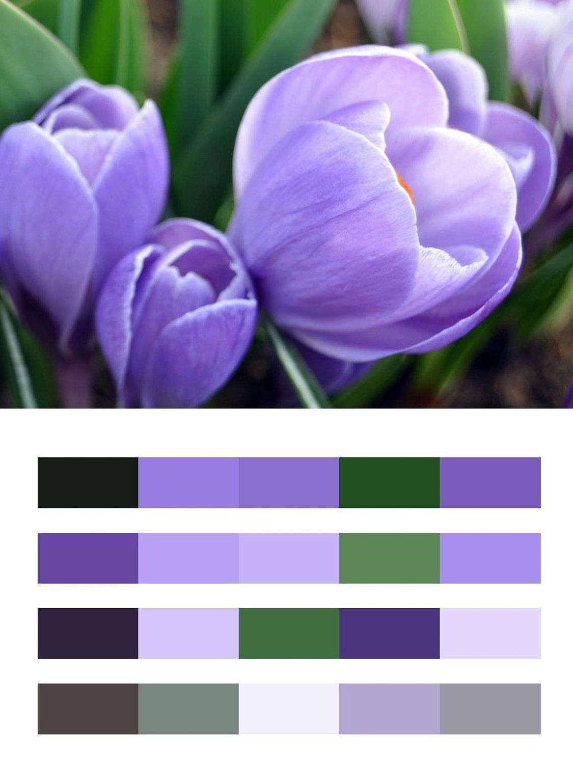 Голубой тюльпан  9-104