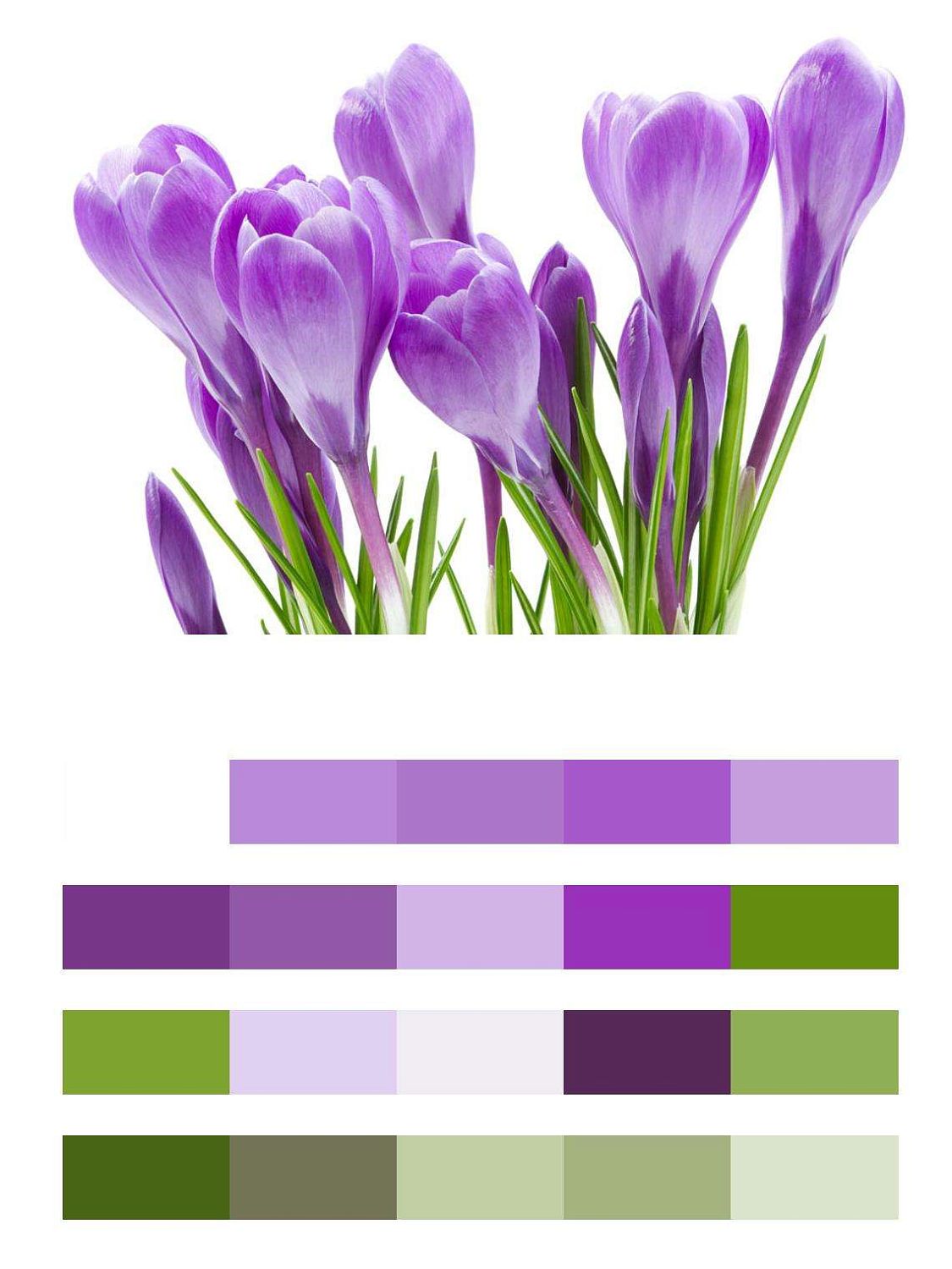 Сиреневые крокусы  9-068