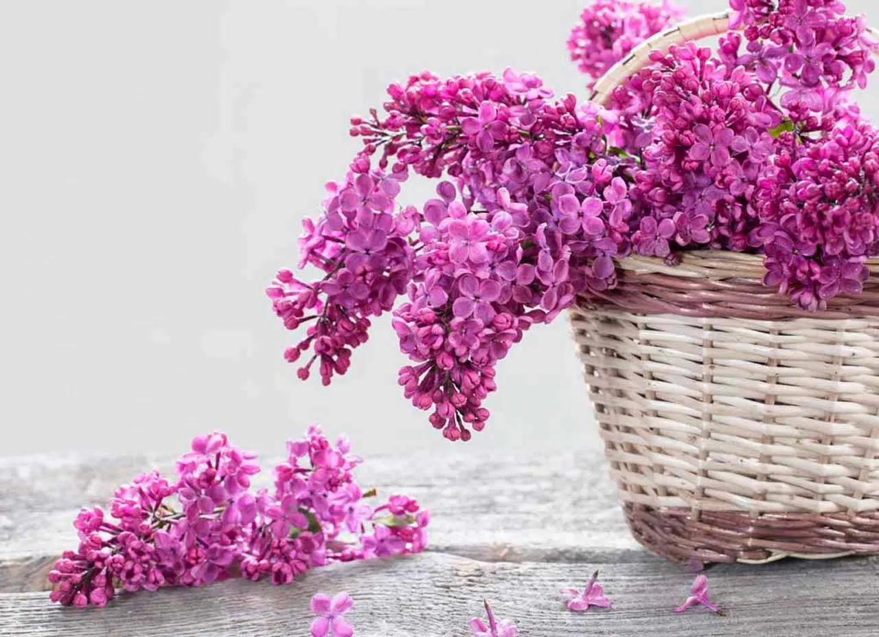 Фотообои в интерьере сирень в корзине  10-044 фото