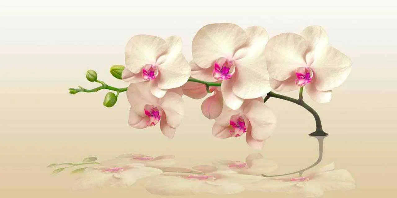 Фотообои в интерьере ветка орхидеи над водой  10-202 фото