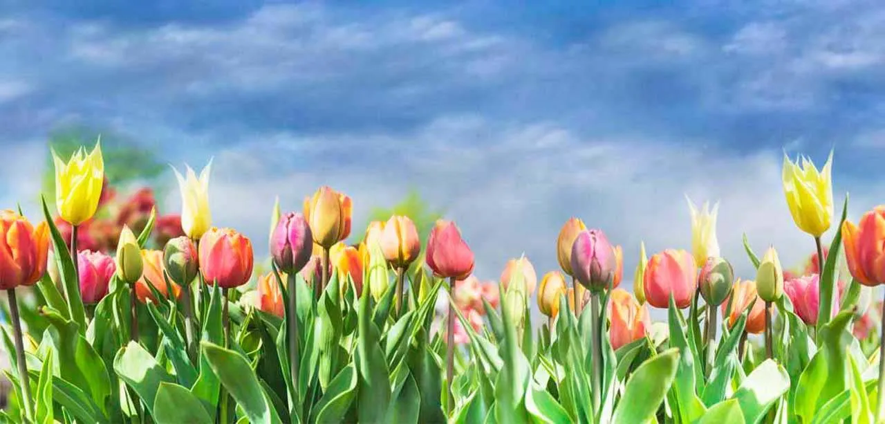 Фотообои в интерьере разноцветные тюльпаны под голубым небом  10-149 фото