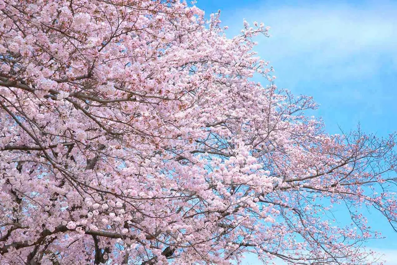 Фотообои в интерьере сады сакуры  10-026 фото