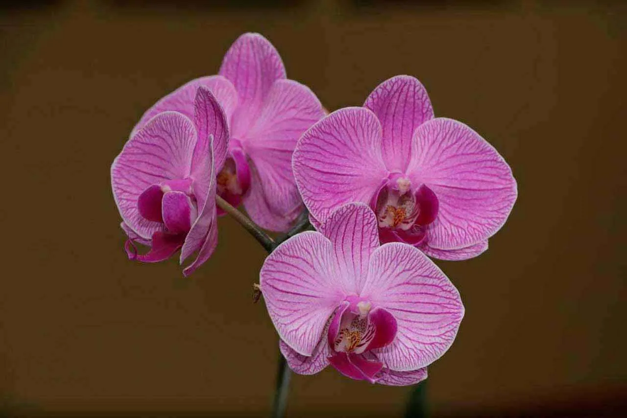 Фотообои в интерьере сиреневая орхидея на темном фоне  10-197 фото