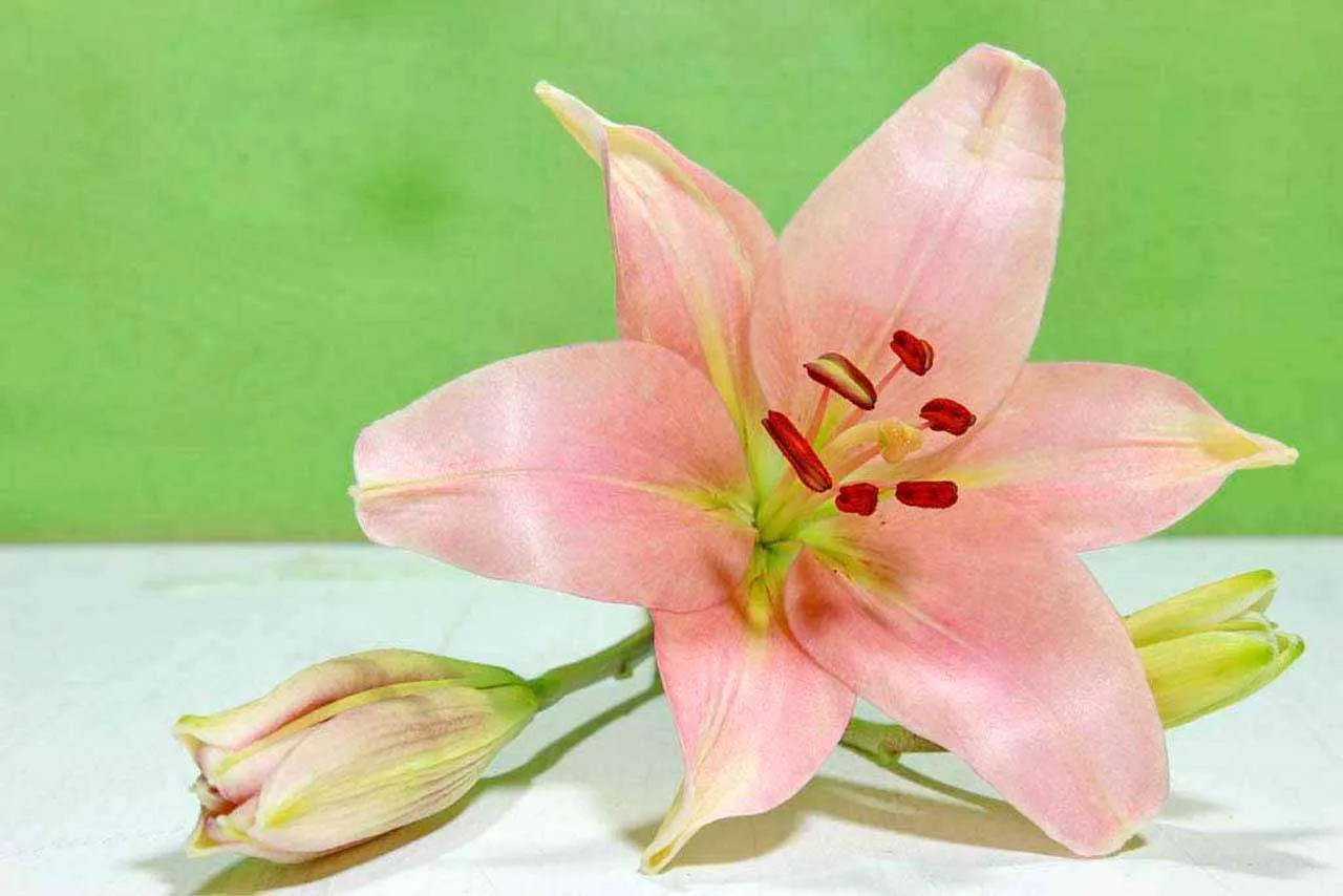 Фотообои в интерьере розовая лилия  10-371 фото