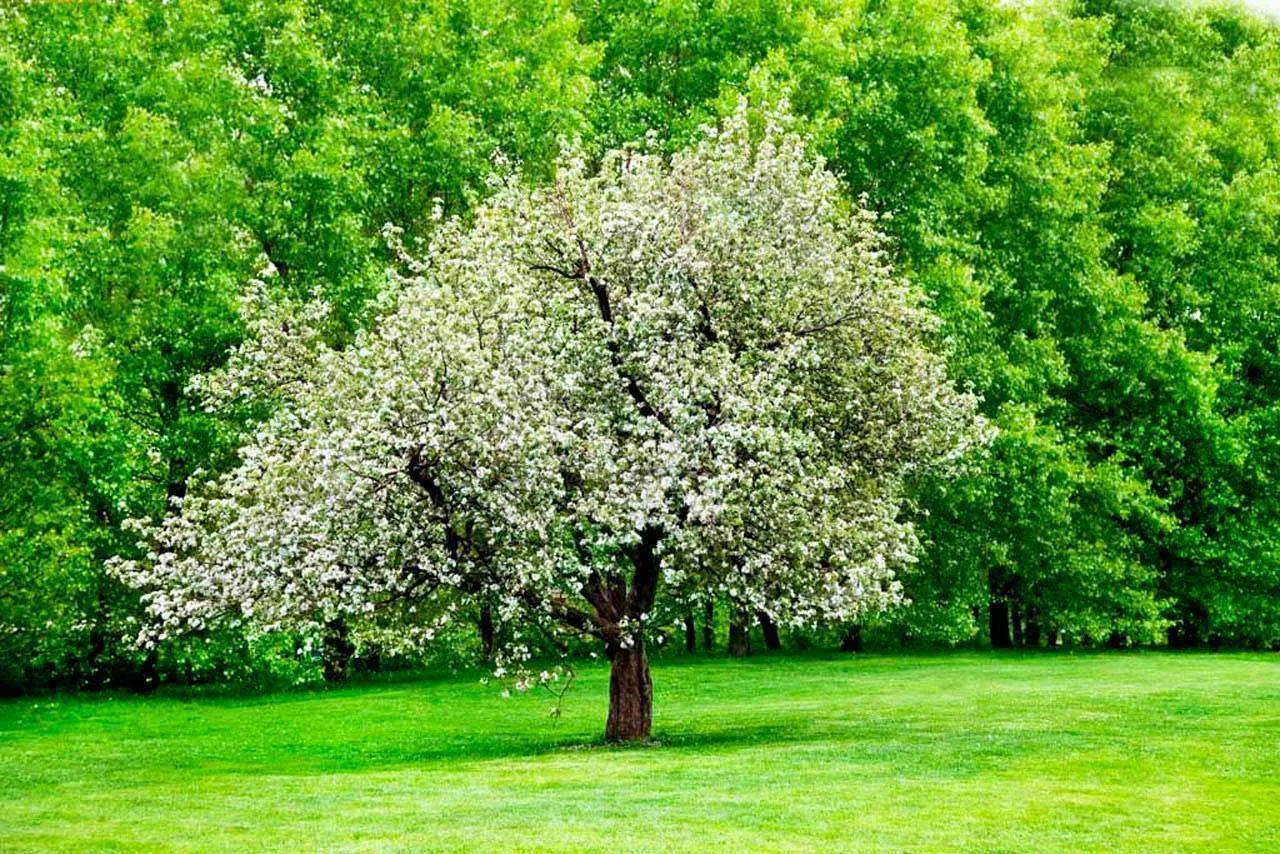 Фотообои в интерьере вишня в цвету  10-108 фото