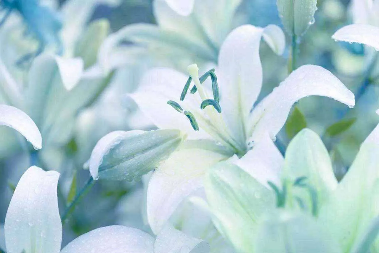 Фотообои в интерьере лилии с голубым отливом  10-357 фото