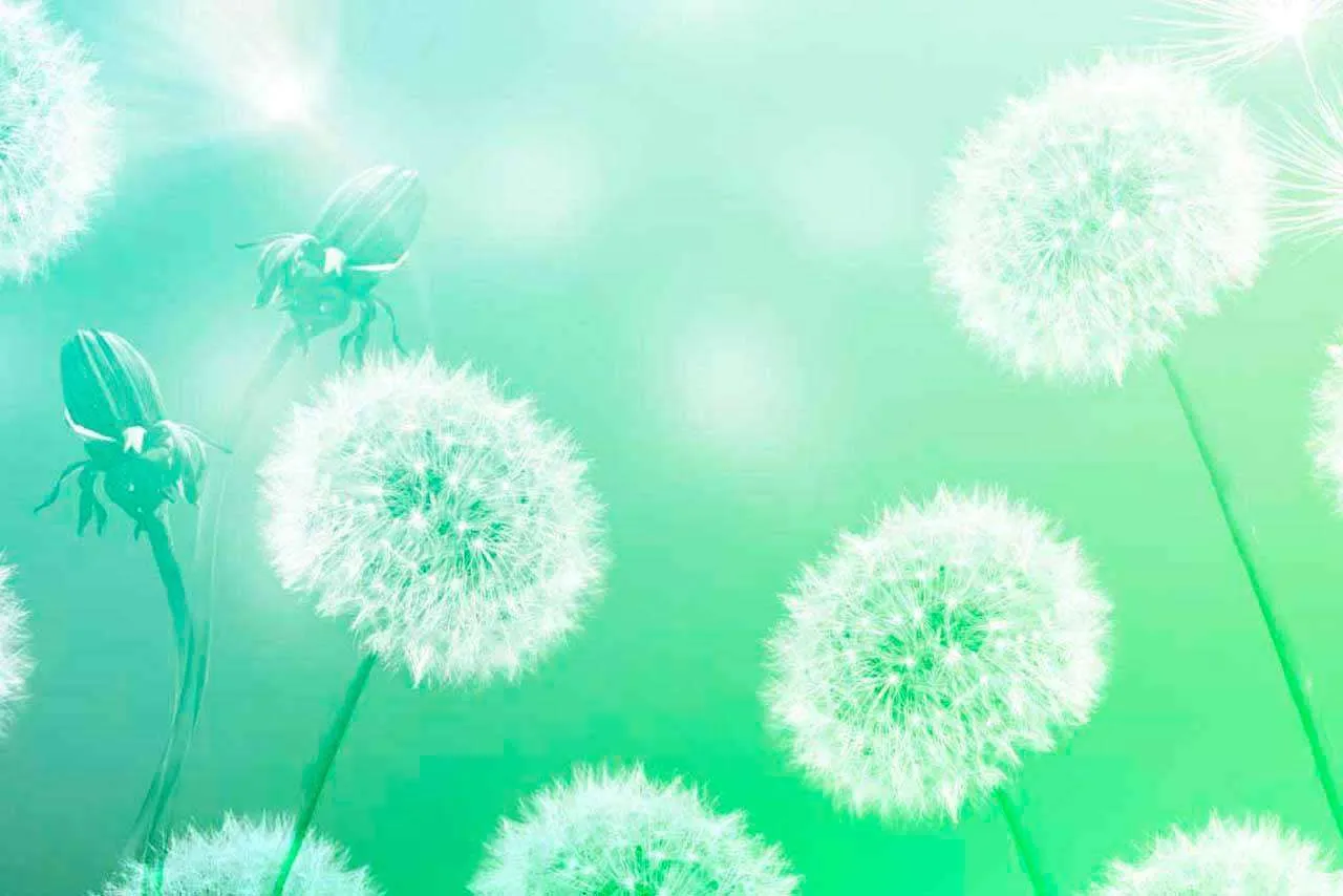 Фотообои в интерьере одуванчики на светло зеленом фоне  10-078 фото