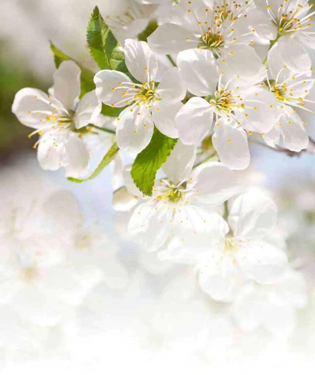 Фотообои в интерьере белоснежные лепестки вишни  10-102 фото