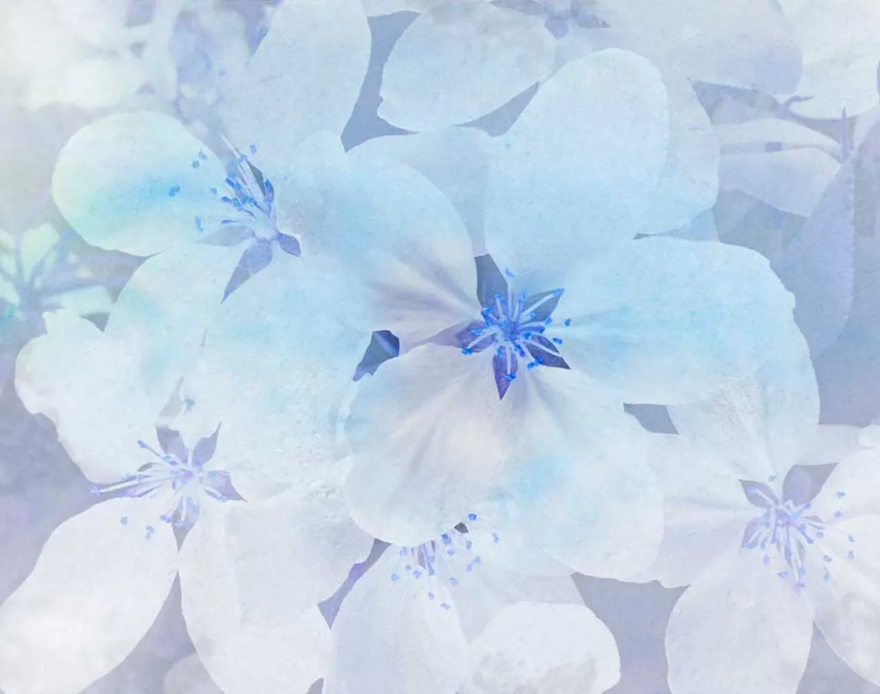 Фотообои в интерьере синие цветы в дымке  9-074 фото