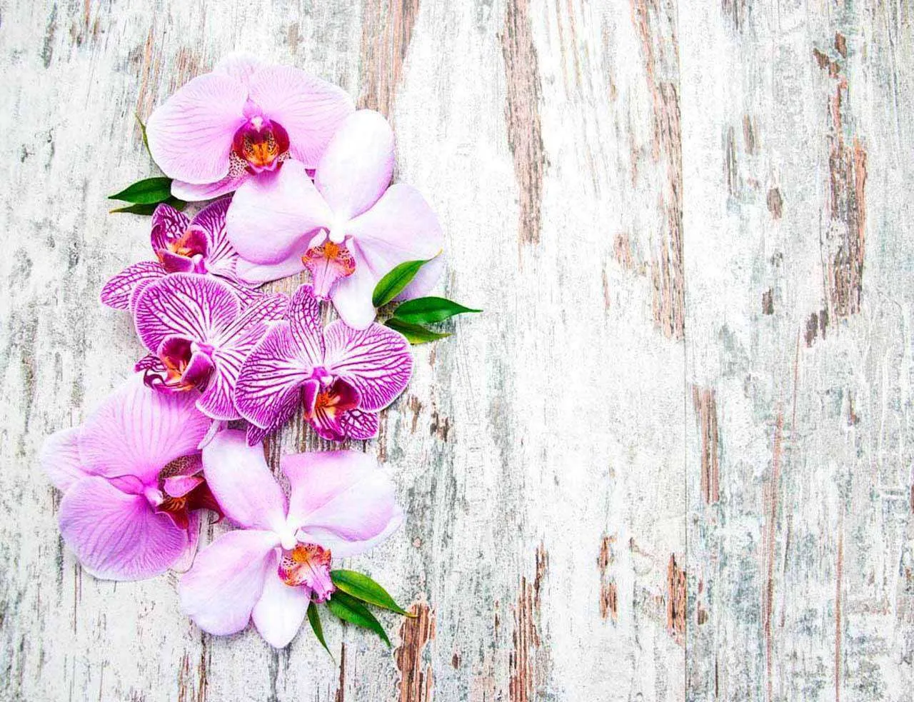 Фотообои в интерьере розовая орхидея на фоне дерева  10-167 фото