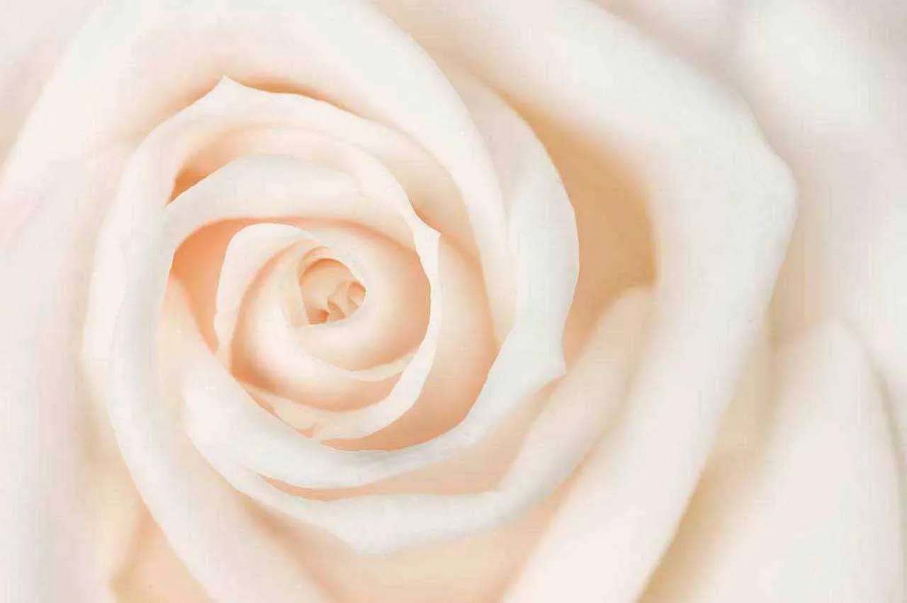 Фотообои в интерьере белая роза живописная  10-229 фото