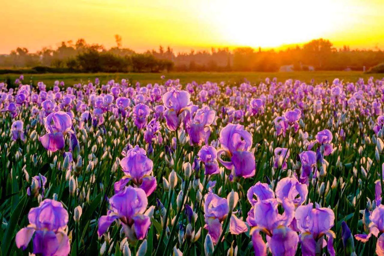 Фотообои в интерьере ирисовые поля  10-006 фото