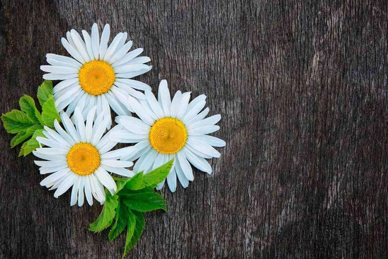 Фотообои в интерьере роскошные белые ромашки  10-347 фото