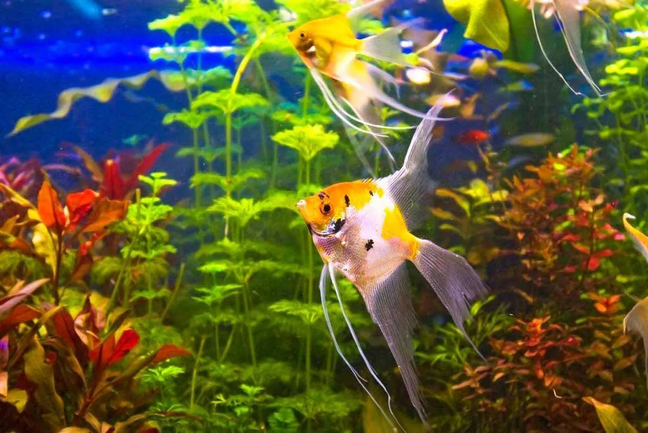 Фотообои в интерьере сказочный подводный мир  4-143 фото