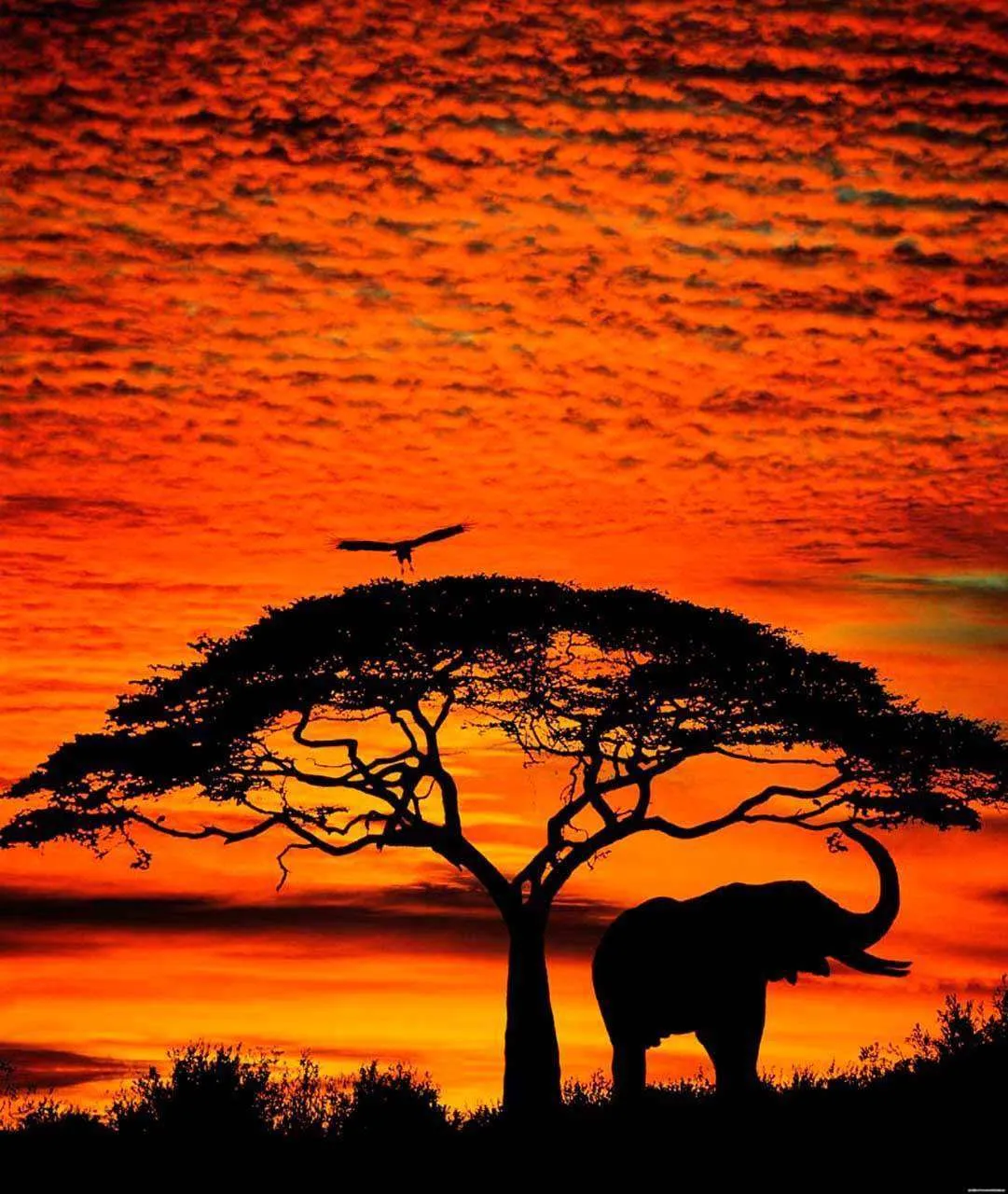 Фотообои в интерьере африка закат  2-155 фото