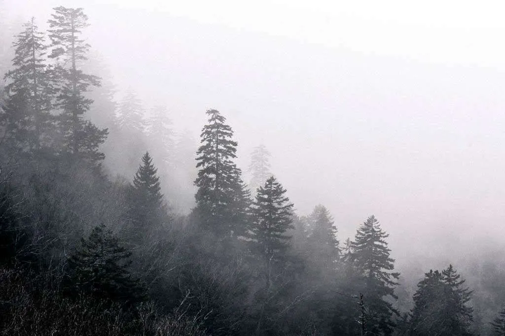 Фотообои в интерьере красота тумана  9-1162 фото