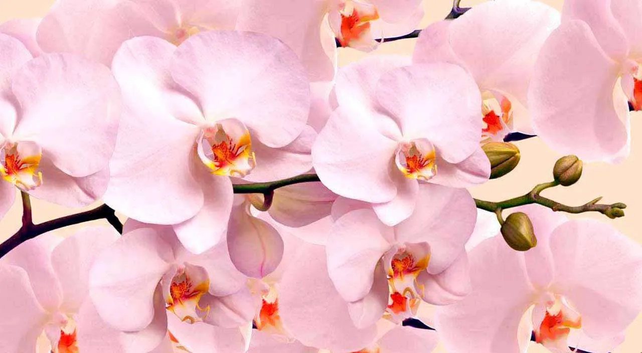 Фотообои в интерьере нежно розовая орхидея пушная  10-181 фото