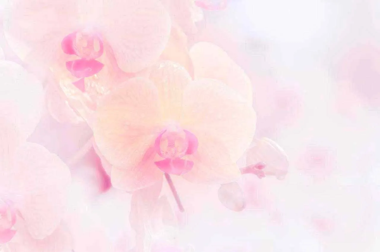 Фотообои в интерьере ветка орхидеи светлая, абстракция  10-151 фото