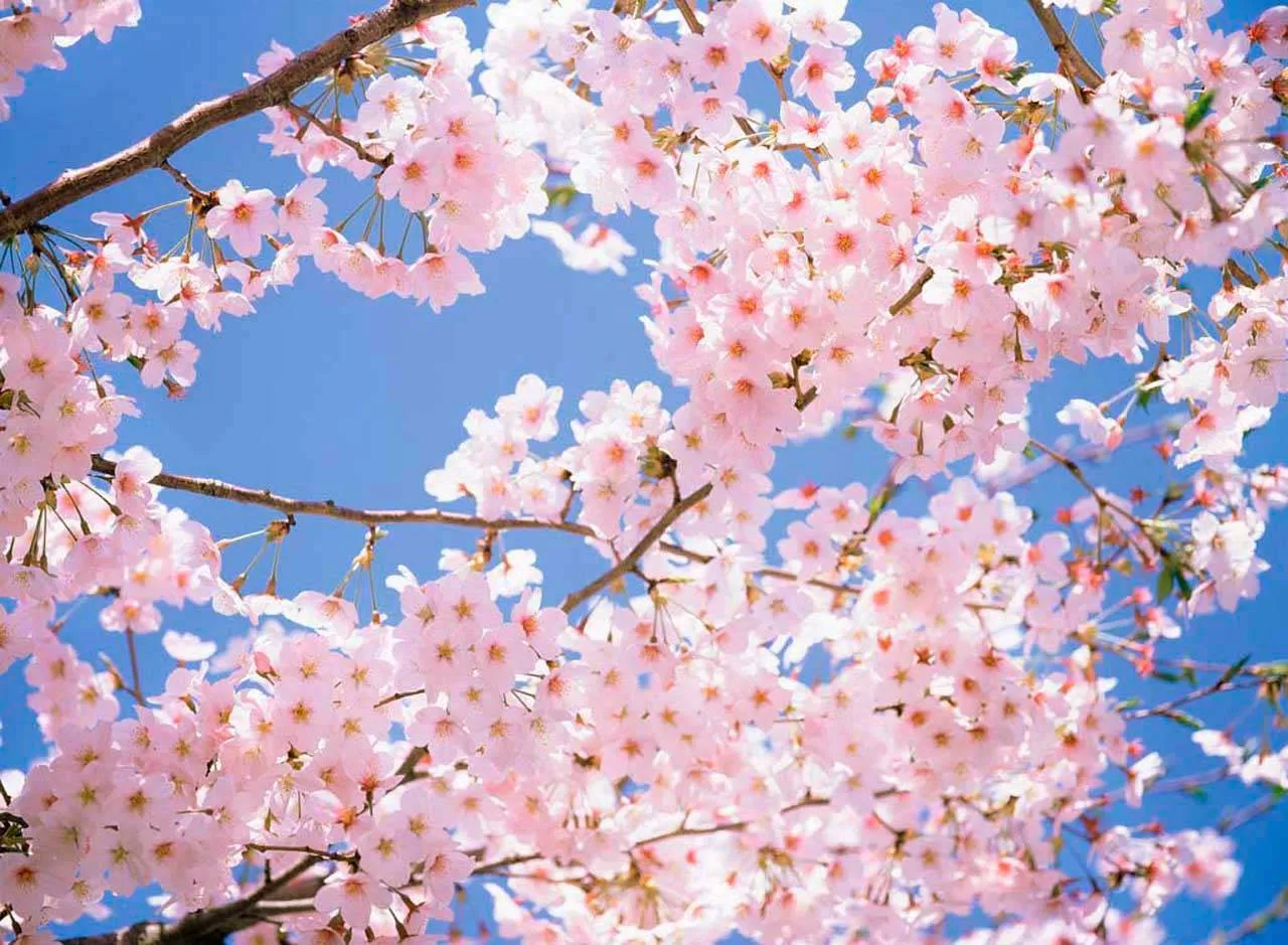 Фотообои в интерьере цветущие ветки яблони  3-183 фото