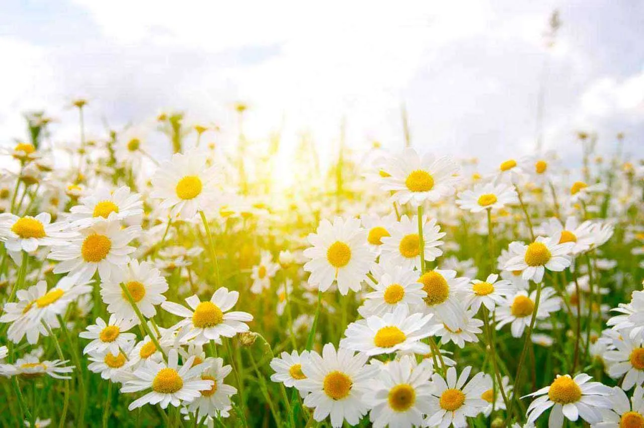 Фотообои в интерьере ромашки в солнечных лучах  10-343 фото