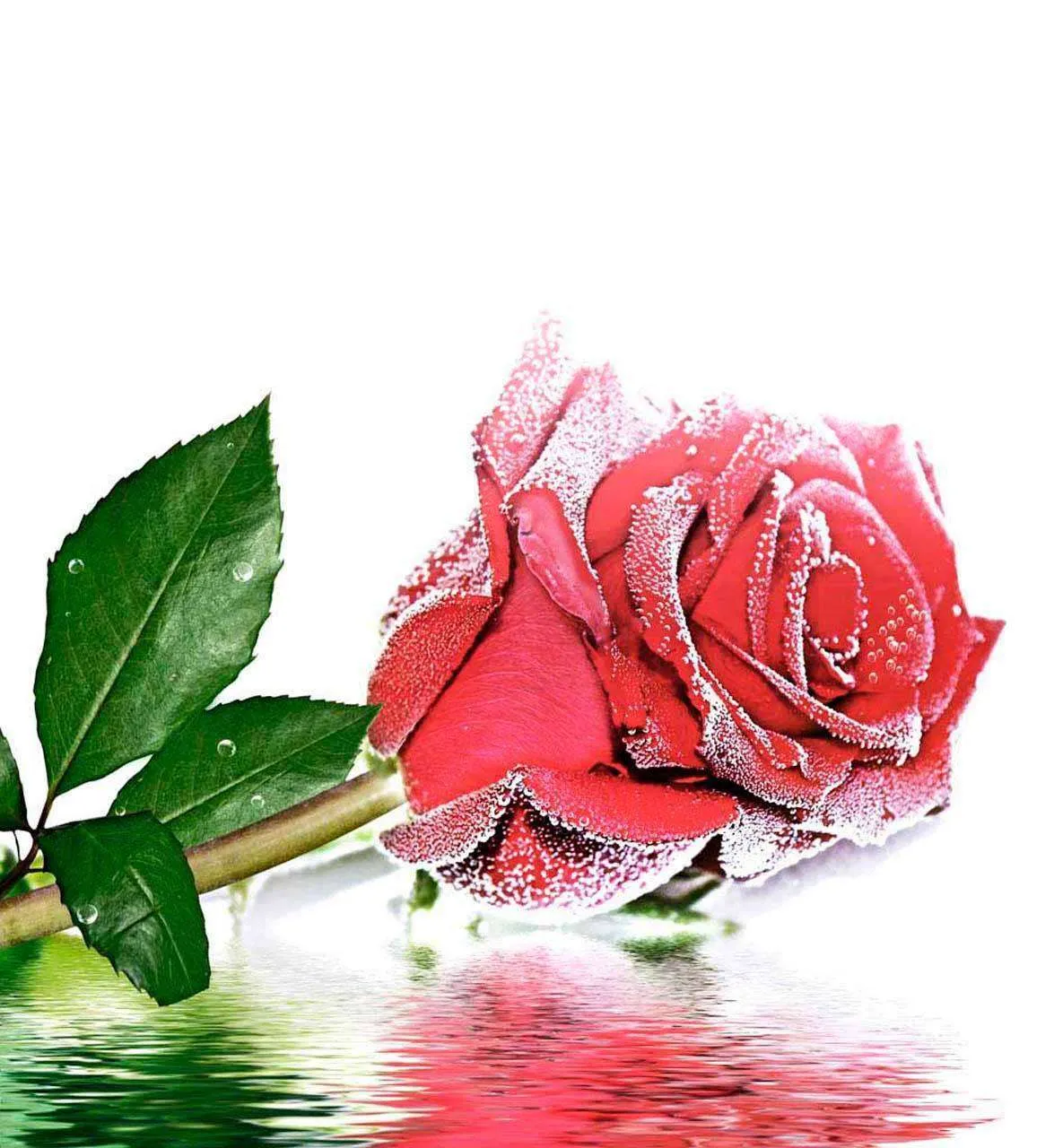 Фотообои в интерьере художественная роза над водой  10-266 фото