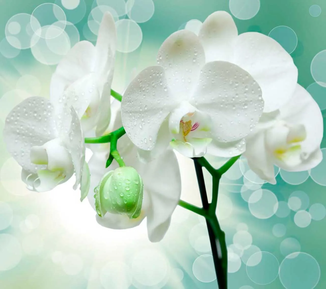 Фотообои в интерьере белая орхидея в интерьере  9-066 фото