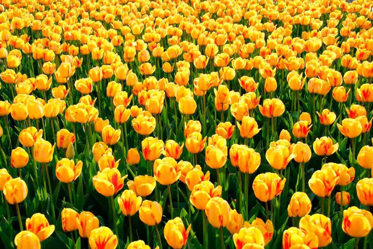 Фотообои в интерьере полевые тюльпаны  10-135 фото