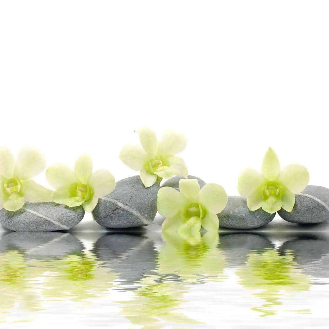 Фотообои в интерьере орхидея на камнях  10-201 фото