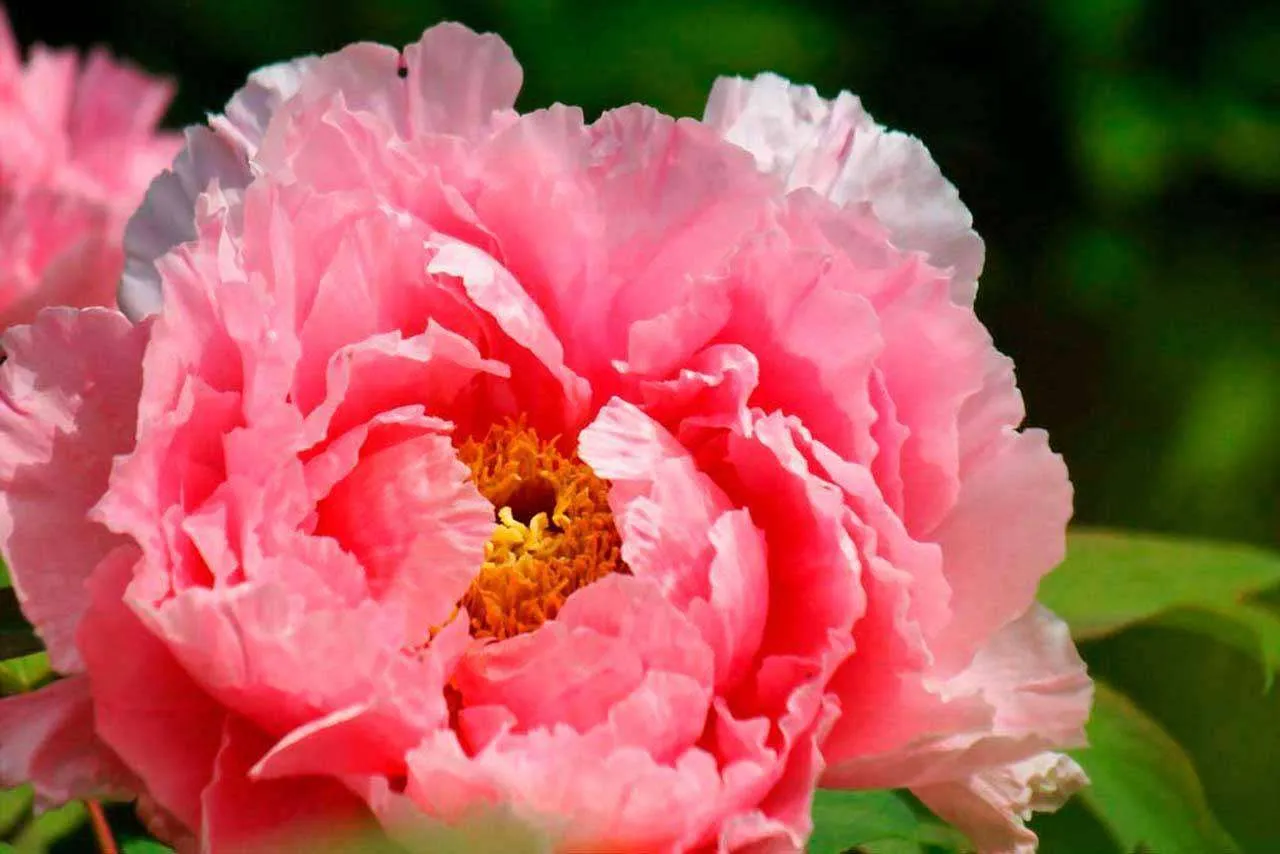 Фотообои в интерьере большой розовый цветок  4-063 фото