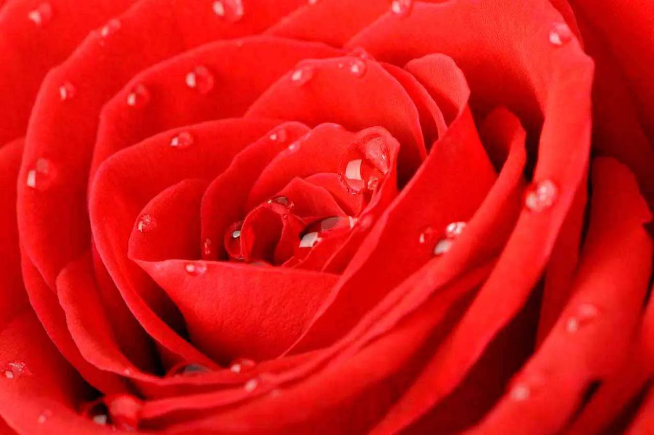 Фотообои в интерьере роза с каплями воды элегантная  10-285 фото