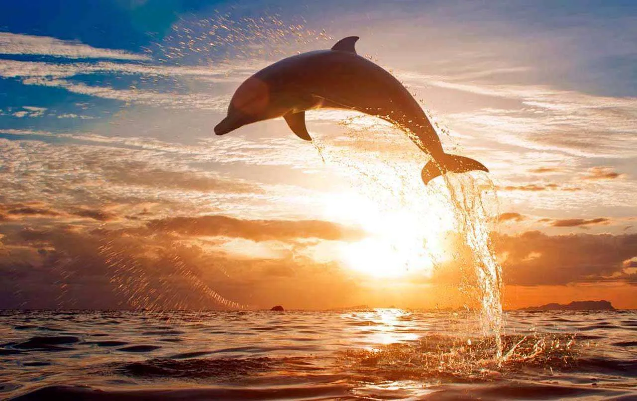 Фотообои в интерьере дельфин на фоне заката  3-078 фото