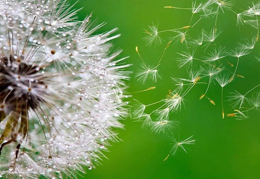 Фотообои в интерьере одуванчик в росе  9-1607 фото