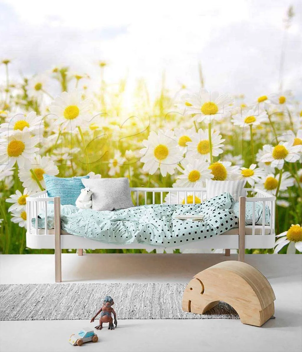 Фотообои Ромашки в солнечных лучах  10-343