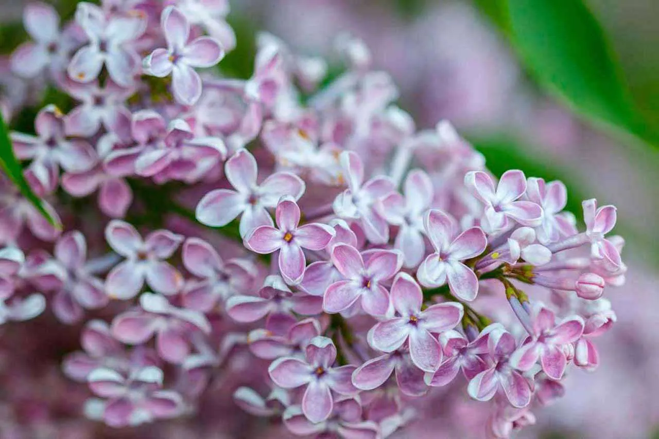 Фотообои в интерьере ветка сирени крупным планом  10-045 фото