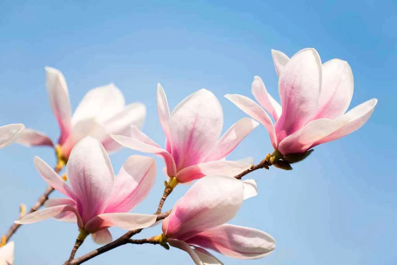 Фотообои в интерьере 3д крокусы  4-082 фото