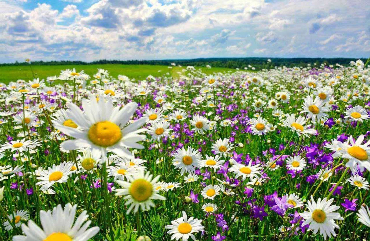 Фотообои в интерьере живописное ромашковое поле  10-346 фото