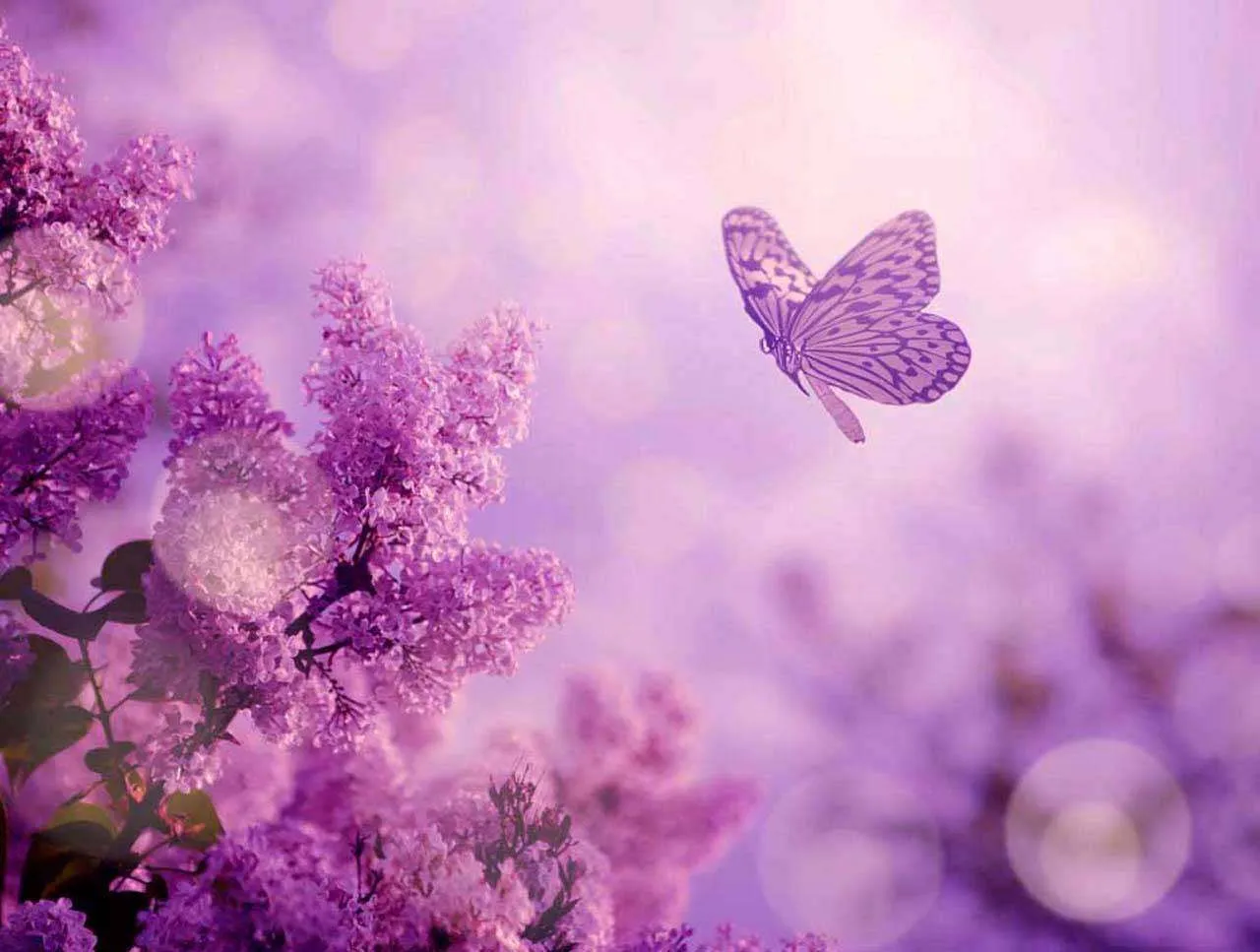 Фотообои в интерьере оттенки сирени  10-053 фото