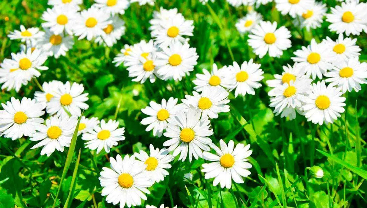 Фотообои в интерьере пышные ромашки  10-344 фото