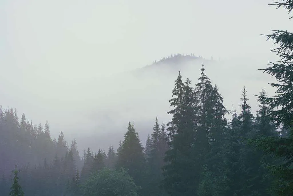 Фотообои в интерьере лес в тумане  9-1171 фото