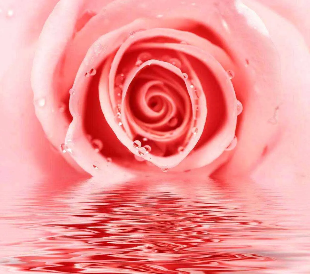 Фотообои в интерьере бутон розы над водой  10-264 фото