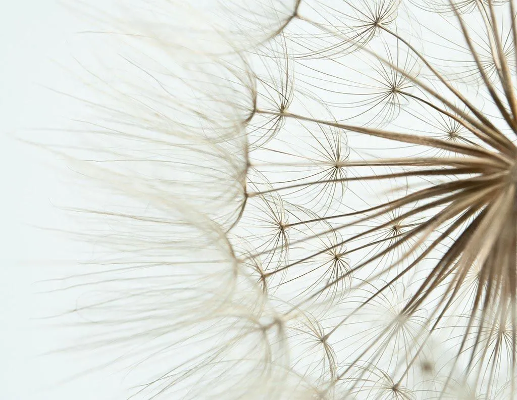 Фотообои в интерьере одуванчик большой  9-1772 фото