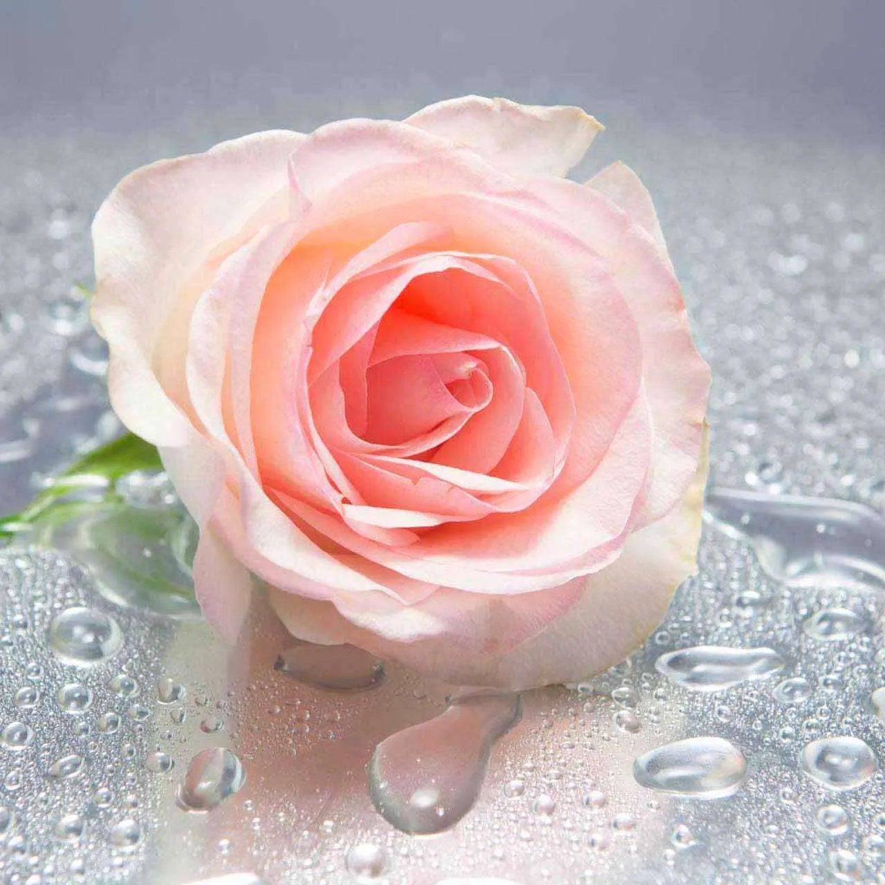 Фотообои в интерьере нежная роза с каплями росы  10-249 фото