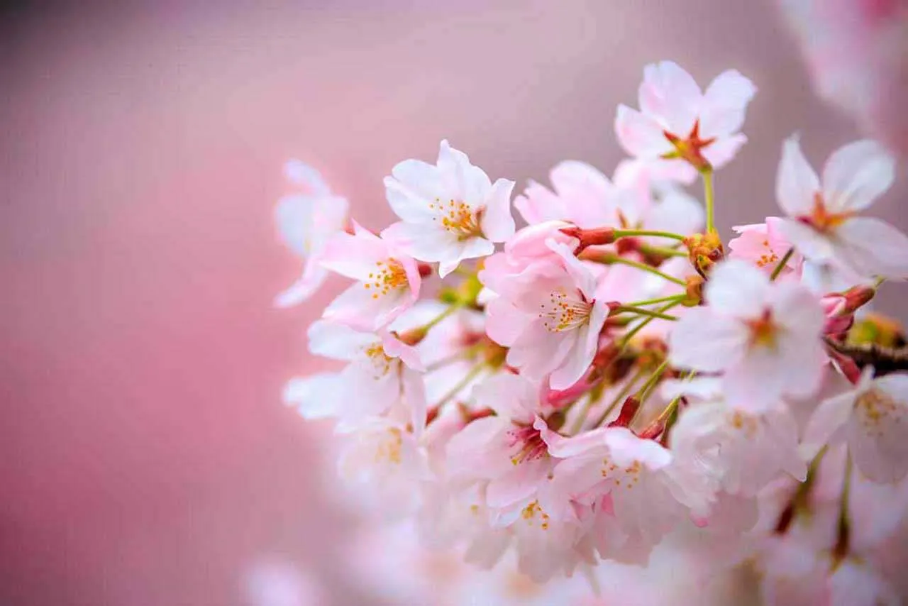 Фотообои в интерьере белоснежная сакура  10-032 фото