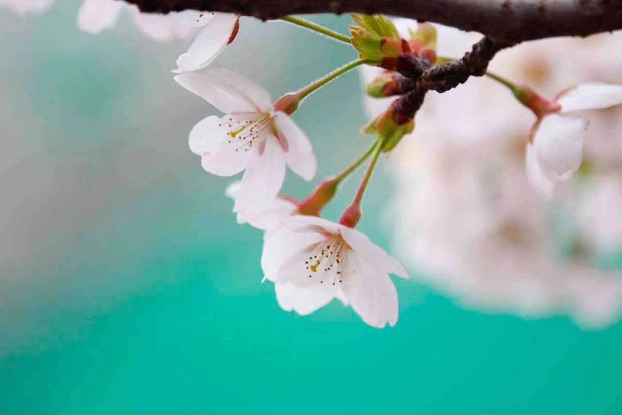 Фотообои в интерьере белые цветы на ветке  4-080 фото