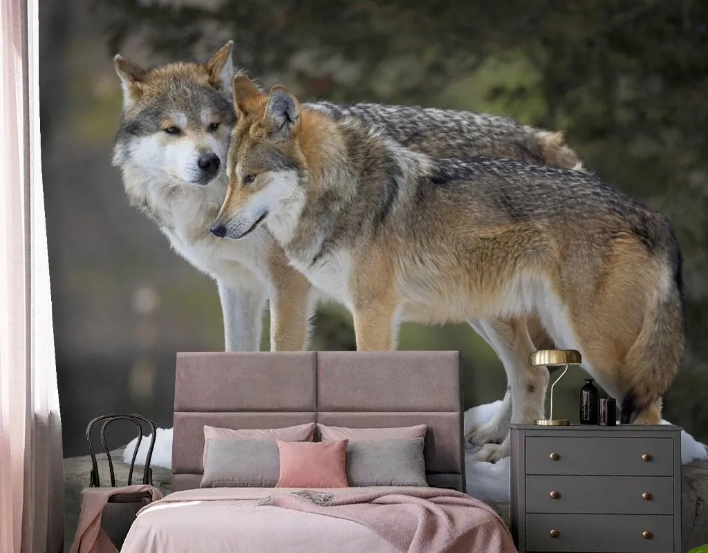 Фотообои в интерьере волки. двое.  9-2068 фото