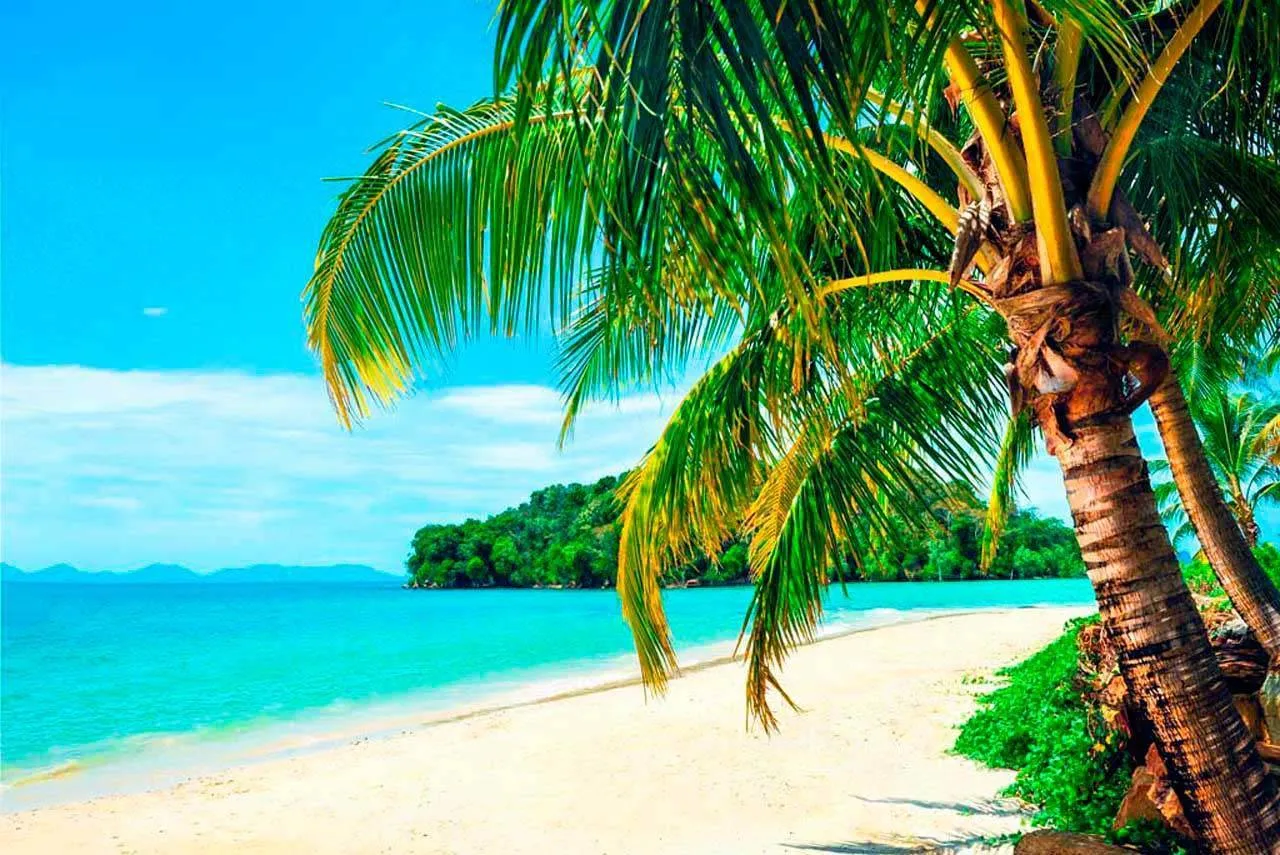 Фотообои в интерьере пальмы на берегу  7-819 фото